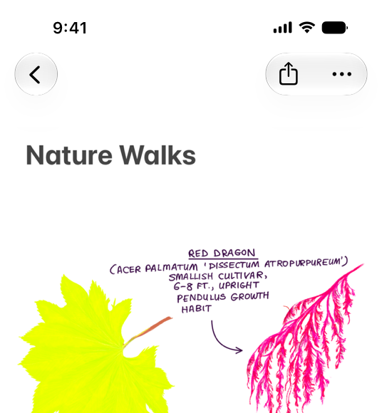 An illustration of a Notes document on iPhone. The document toolbar prominently features the Share button next to the More button.