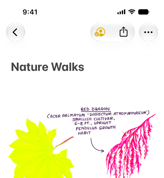 An illustration of a Notes document open on iPhone. The document toolbar prominently features the Collaboration button next to the Share button.