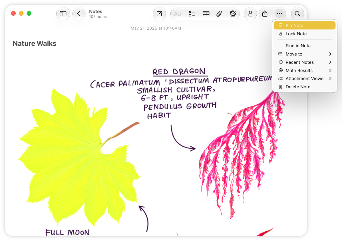 A screenshot of the Notes app on Mac, with the window wide enough for the toolbar to include all of the available toolbar items. A More menu button appears on the trailing side of the toolbar, with the menu open beneath it.
